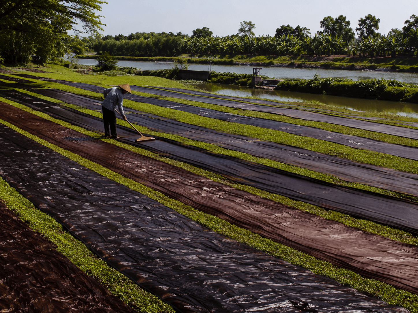 Gambiered Canton gauze drying in sunlight beside river country